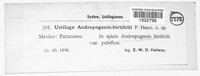 Ustilago andropogonis-hirtifolii image